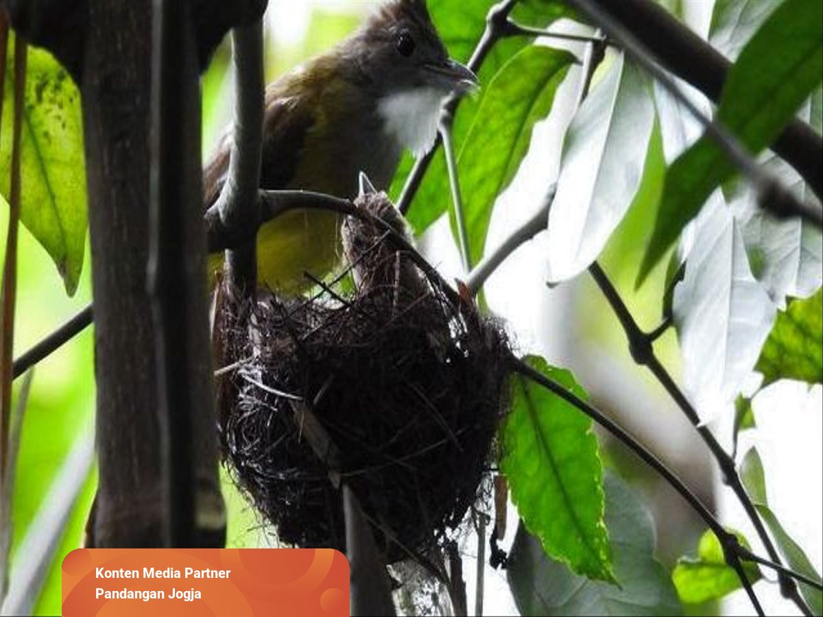 Wisata Adopsi Burung Liar di Kulon Progo, DIY, Belajar Cinta Tak Harus  Memiliki | kumparan.com