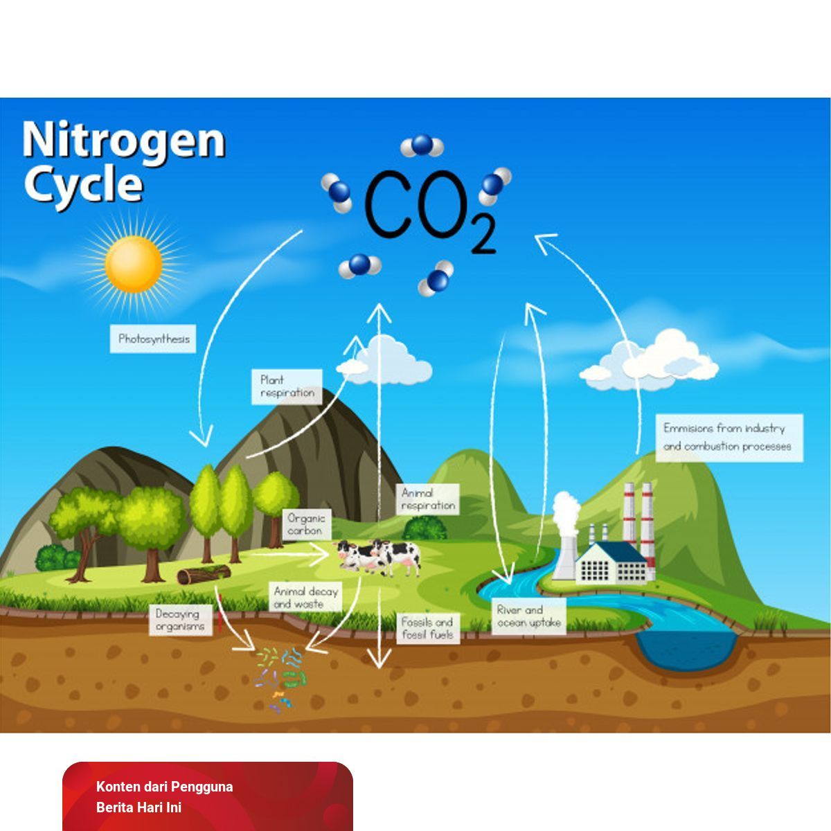 Tahapan Daur Nitrogen yang Terjadi di Dalam Tanah | kumparan.com