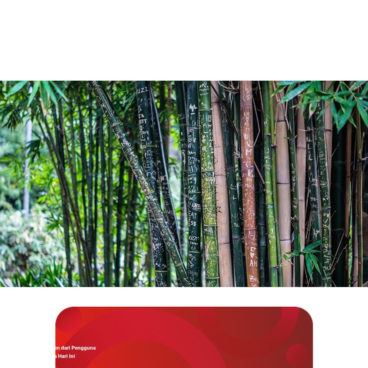 Bagaimana Cara Pohon Bambu Beradaptasi Dengan Lingkungan Sekitarnya? | Kumparan.com