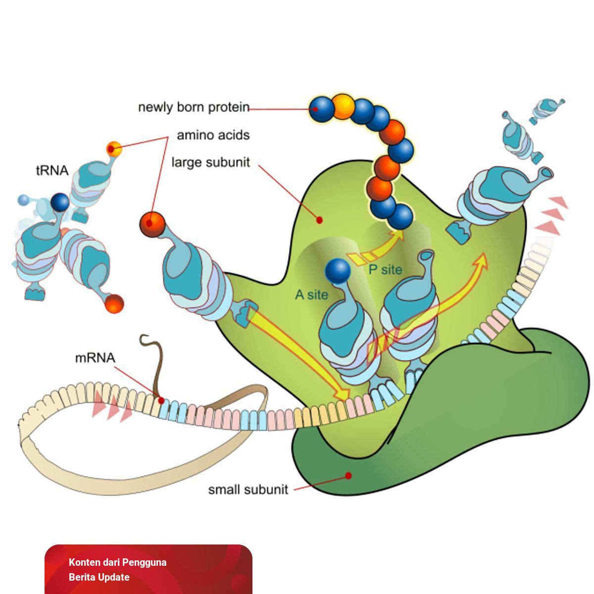 Sintesis Protein Dan 3 Prosesnya Dalam Tubuh Kumparancom