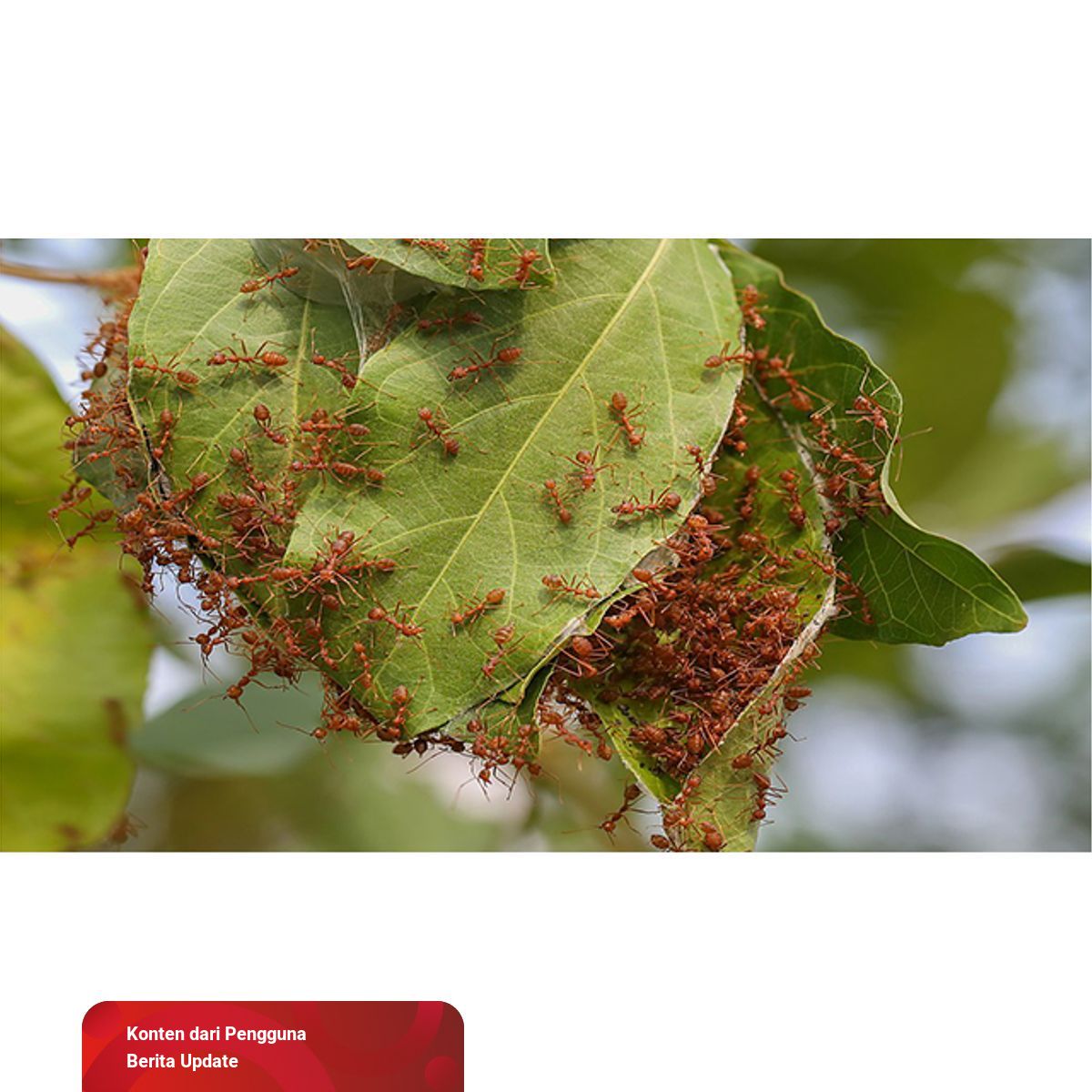 Simbiosis Mutualisme: Ini 5 Contohnya dalam Lingkungan ...