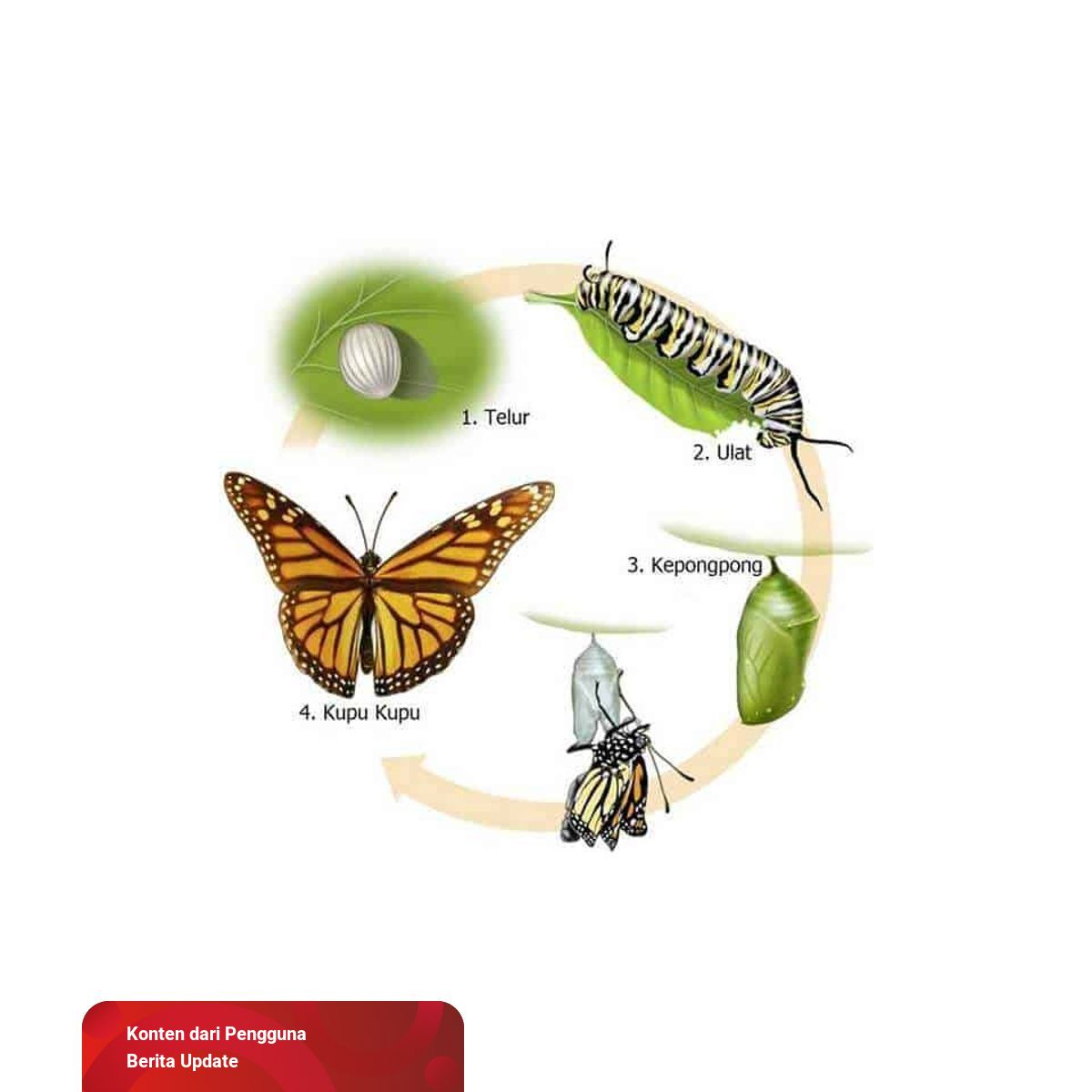 Perbedaan Metamorfosis Sempurna Dan Metamorfosis Tidak Sempurna Kumparancom
