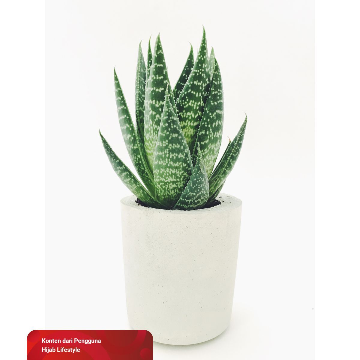 10 Tanaman Hias Indoor Yang Cocok Untuk Rumah Minimalis Kumparan Com