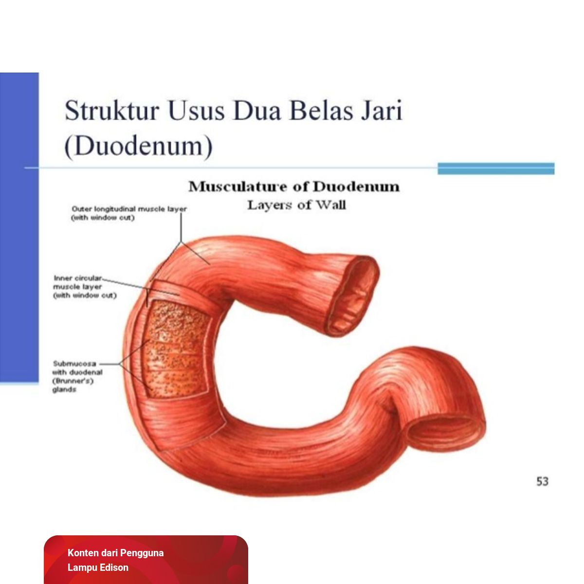 Usus Dua Belas Jari Tidak Memiliki Dua Belas Jari Kumparancom