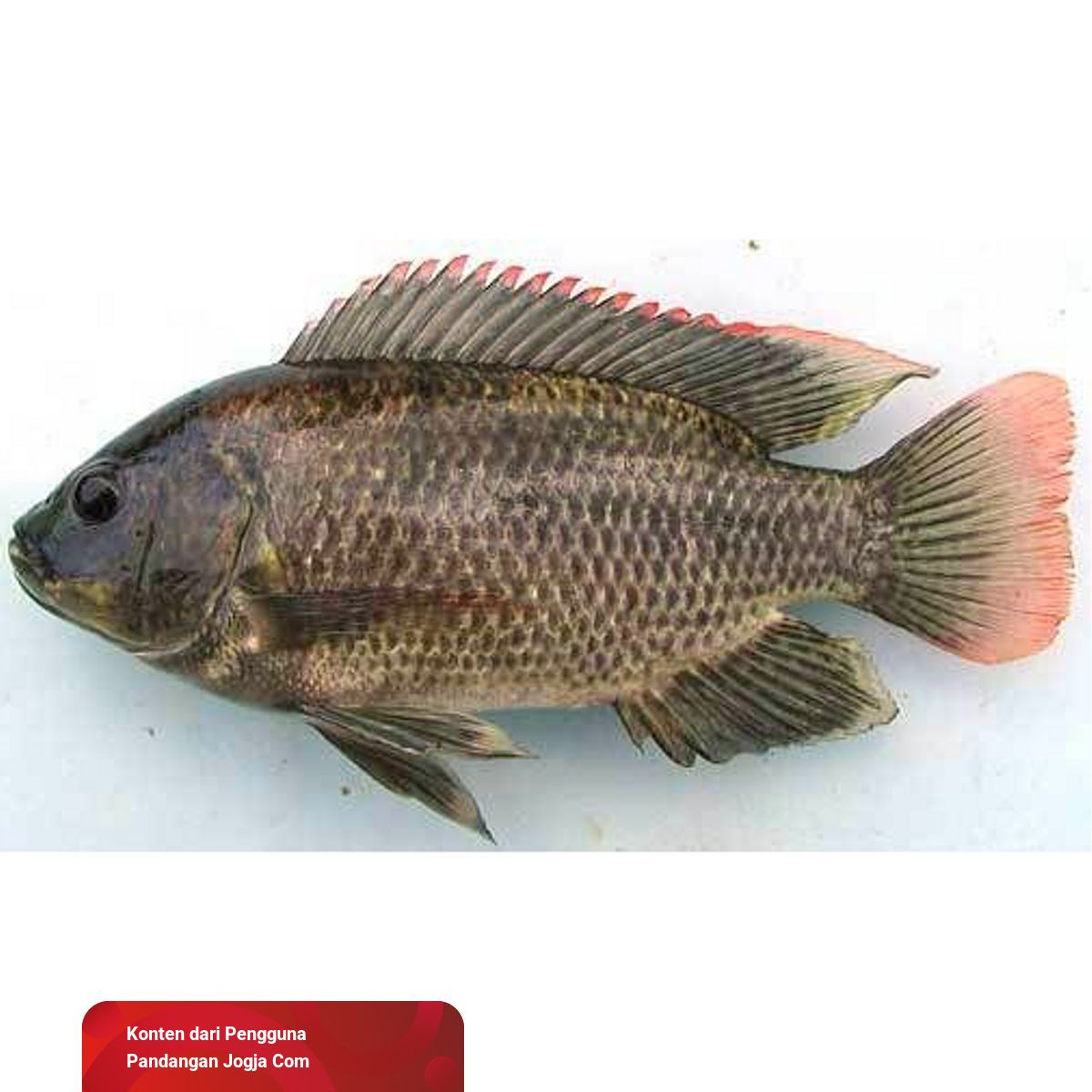 620+ Ikan Air Laut Jogja Gratis Terbaru