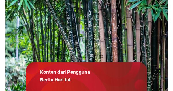Bagaimana Cara Pohon Bambu Beradaptasi Dengan Lingkungan Sekitarnya? | Kumparan.com