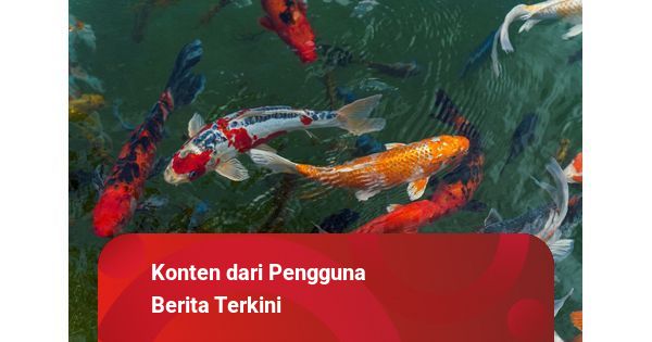730+ Jual Ikan Hias Air Laut Di Cibubur Terbaik