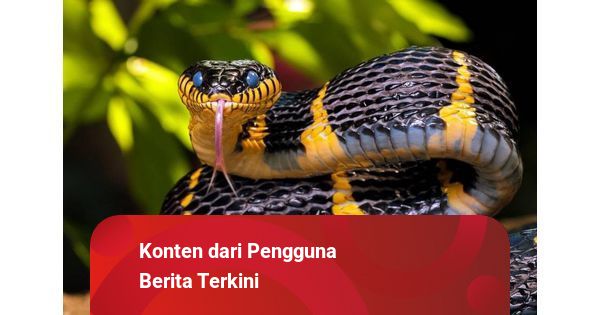 Beragam Tafsir Mimpi Ular Menurut Islam Kumparan Com Beragam Tafsir Mimpi Ular Menurut Islam Kumparan Com