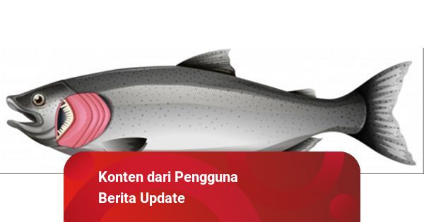 55+ Perbedaan Sistem Pernapasan Ikan Air Tawar Dan Ikan Air Laut Terbaru