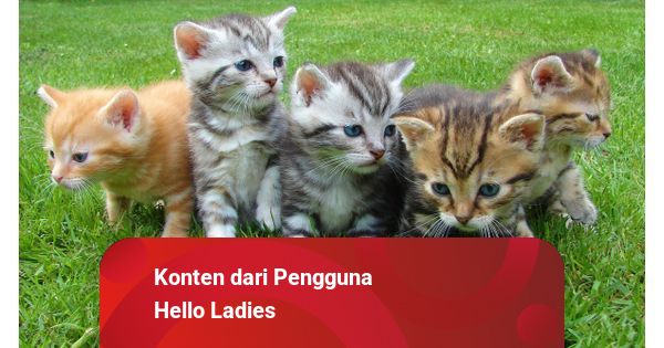 Arti Mimpi Kucing Melahirkan Berdasarkan Kepercayaan Islam, Apa 