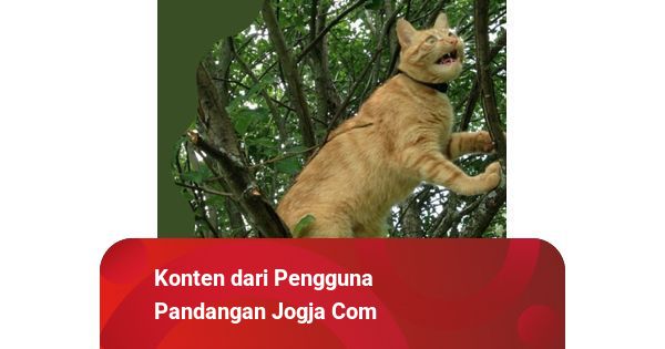 Kucing Jago Memanjat tapi Sering Tak Bisa Turun dari Pohon, Kenapa 