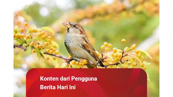 Daftar Makanan Burung Gereja yang Baik untuk Pertumbuhannya | kumparan.com