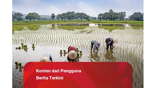 Sikap Hemat dengan Tidak Menggunakan Pupuk secara Berlebihan bagi Petani | kumparan.com