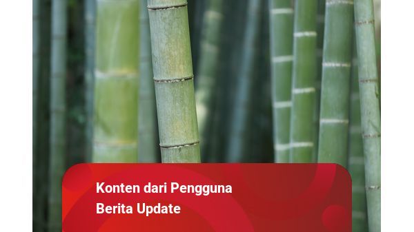 Tumbuhan Bambu Melindungi Diri Dari Musuhnya Dengan Cara Cara Bambu Menyesuaikan Diri dengan Lingkungan | kumparan.com
