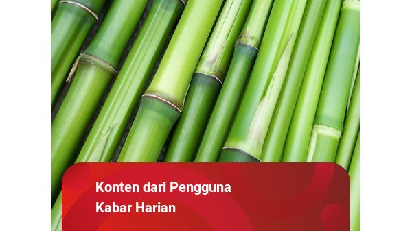 Bambu Berkembang Biak Dengan Cara Bagaimana Cara Bambu Berkembang Biak? Ini Penjelasannya | kumparan.com