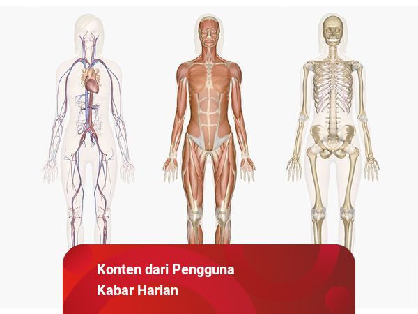 Rangka Manusia Secara Umum Dibedakan Menjadi Pengertian Studi Anatomi dan Pembagiannya dalam Ruang Lingkup Biologi | kumparan.com