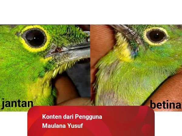 Cara Membedakan Burung Cucak Ijo | kumparan.com