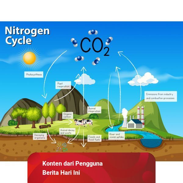 Tahapan Daur Nitrogen yang Terjadi di Dalam Tanah | kumparan.com