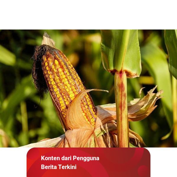 Jelaskan Proses Pembuahan Pada Tanaman Jagung Proses Pembuahan pada Tanaman Jagung | kumparan.com