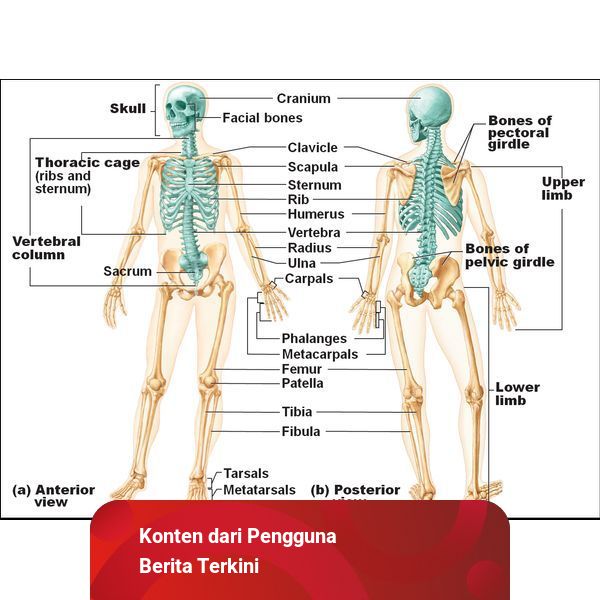 Rangka Manusia dan Cara Merawat Tulang Agar Tetap Kuat Hingga ...