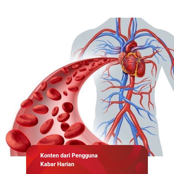 Di Antara Pernyataan Berikut Yang Bukan Ciri Pembuluh Arteri Adalah Ciri Pembuluh Darah Arteri dan Perbedaannya dengan Vena | kumparan.com