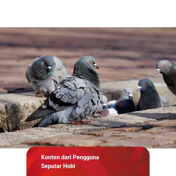Perbedaan Burung Dara Jantan Dan Betina Cara Membedakan Burung Dara Jantan dan Betina agar Tak Salah Beli | kumparan.com