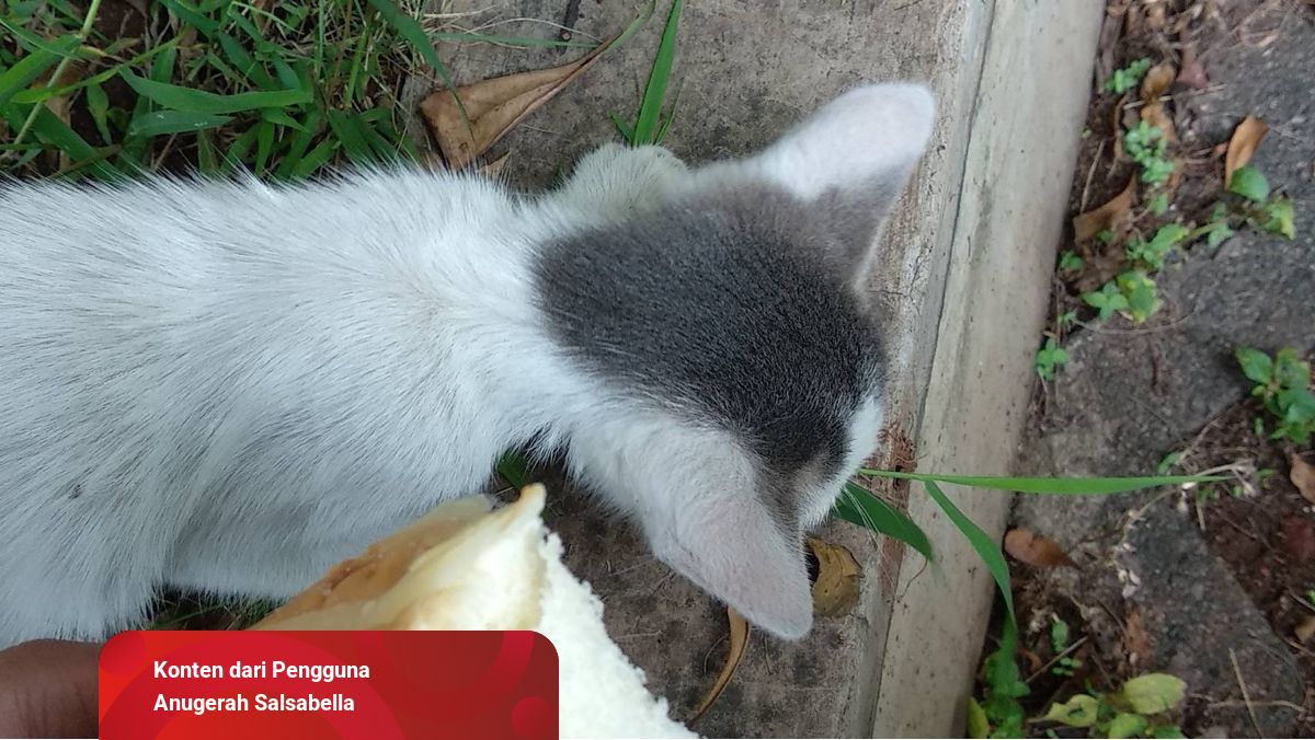 Bersedekah dengan Cara Berbagi Makanan untuk Kucing Liar 