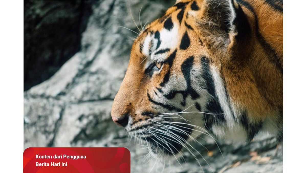 10 Arti Mimpi Dikejar Harimau Bisa Jadi Pertanda Baik Dan Buruk Kumparan Com 10 Arti Mimpi Dikejar Harimau Bisa Jadi Pertanda Baik Dan Buruk Kumparan Com