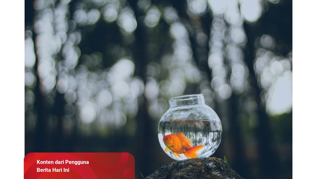 Mengenal Ciri-ciri Ikan Mas Secara Morfologi dan Siklus ...