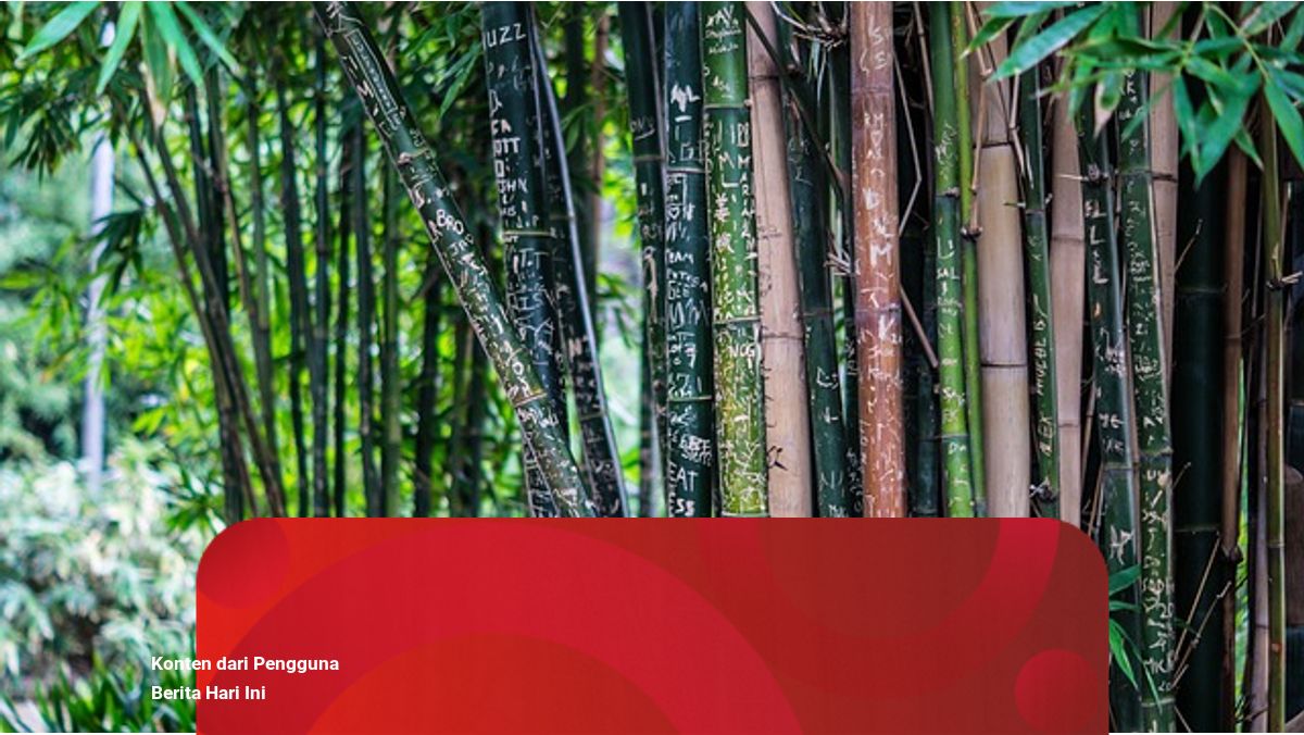 Bagaimana Cara Pohon Bambu Beradaptasi Dengan Lingkungan Sekitarnya? | Kumparan.com