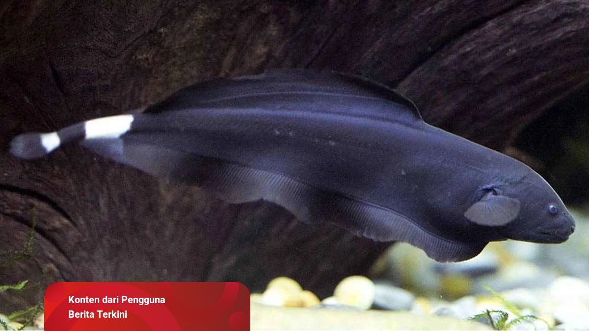 950 Ensiklopedia Populer Ikan Air Laut Gratis