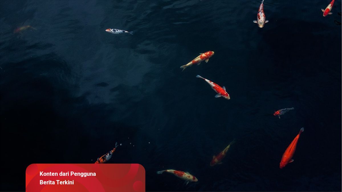 55+ Harga Ikan Hias Air Laut Termahal HD