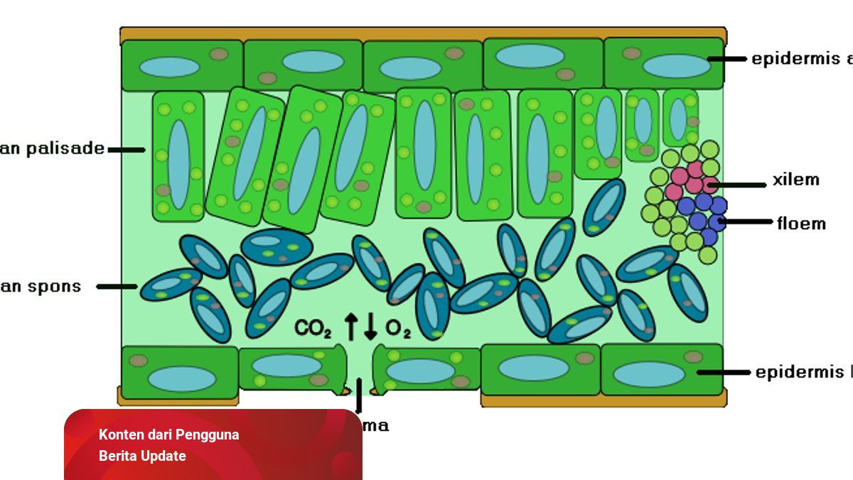 Jaringan Parenkim Pengertian Dan Fungsinya Kumparan Com