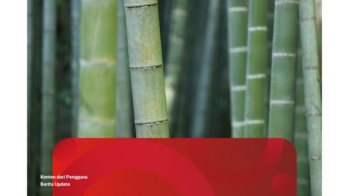 Cara Bambu Menyesuaikan Diri Dengan Lingkungan | Kumparan.com