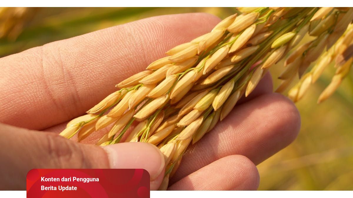 Pengertian Tanaman Serealia Lengkap Dengan Contoh Dan Ciri Cirinya Kumparan Com