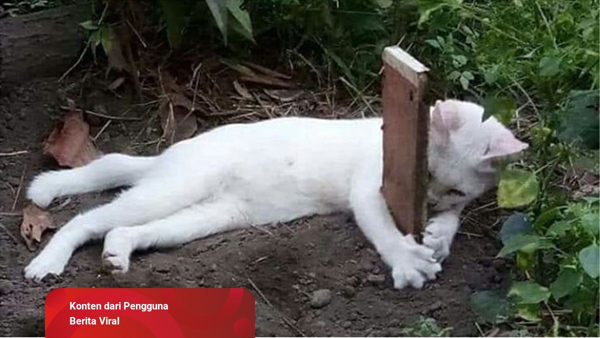 Kucing Ini Terus Menerus Memeluk Kuburan Saudaranya yang Mati 