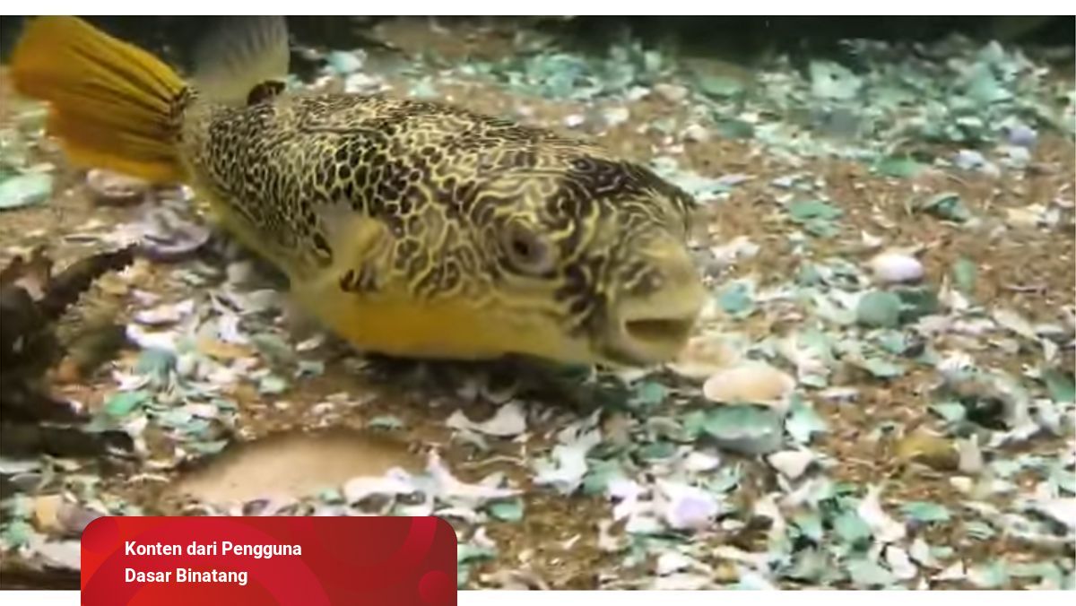 810 Ikan Buntal Air Tawar Di Aquarium Gratis Terbaik