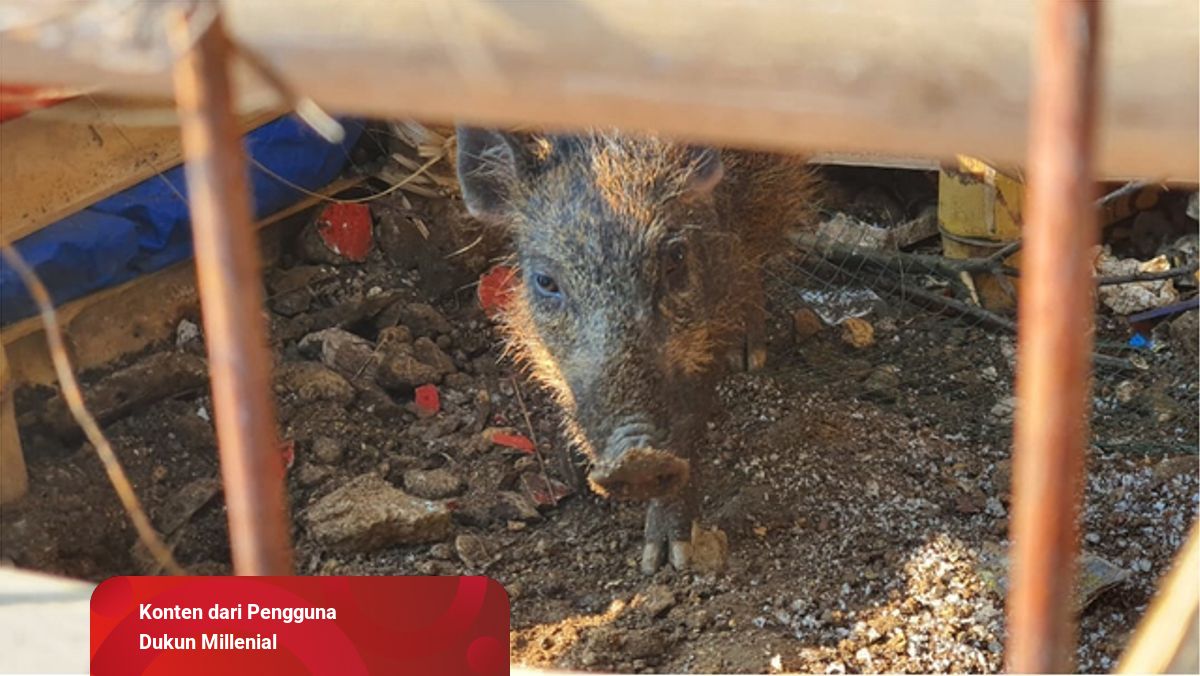 3 Cara Atasi Babi Ngepet  kumparan.com