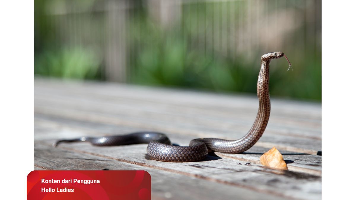 Mimpi Dikejar Ular Bagi Yang Sudah Menikah Apa Maksudnya Kumparan Com