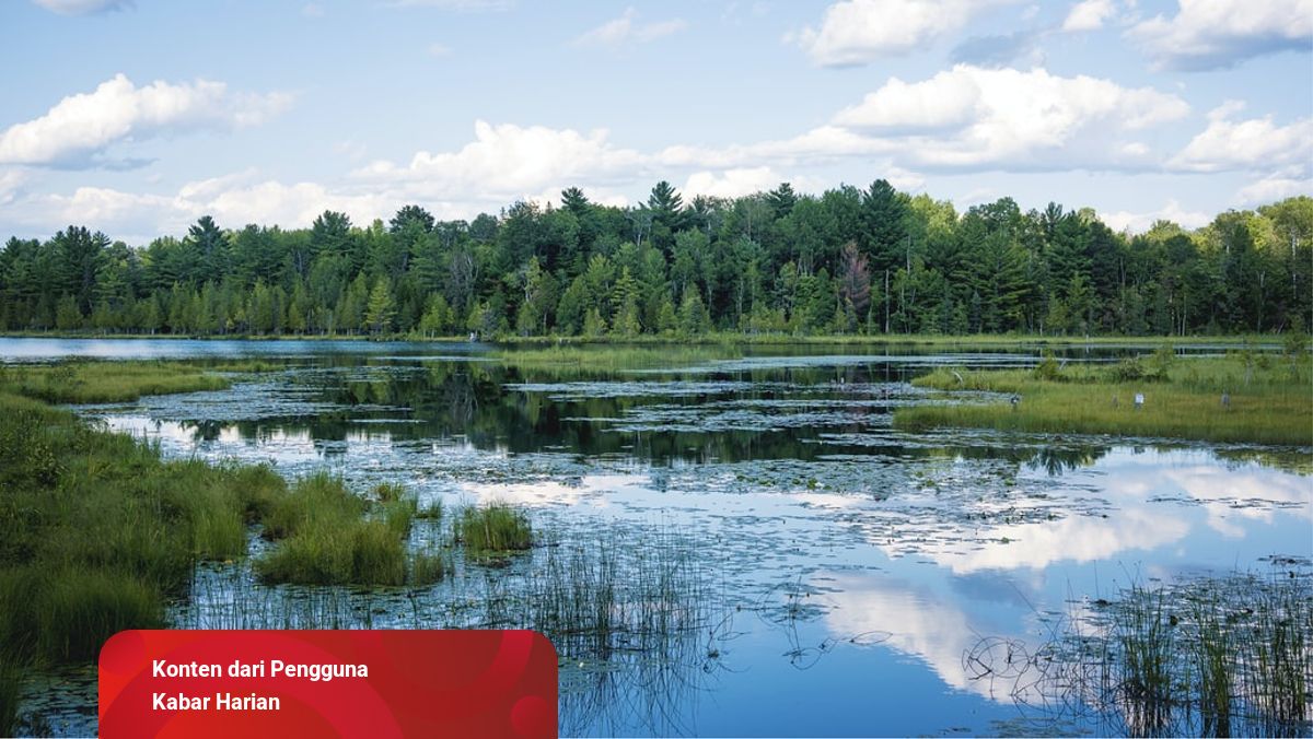 Macam-macam Rawa Berdasarkan Rasa Air Letak Hingga Proses Terbentuknya Kumparancom