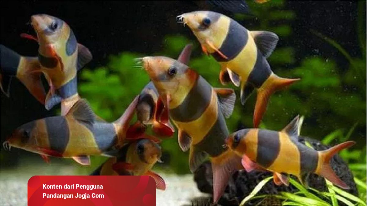 99 Koleksi Ikan Hias Air Laut Jogja HD Terbaru