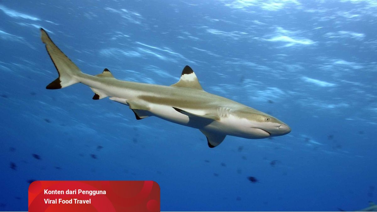 77 Koleksi Ikan Air Laut Semarang Gratis Terbaik