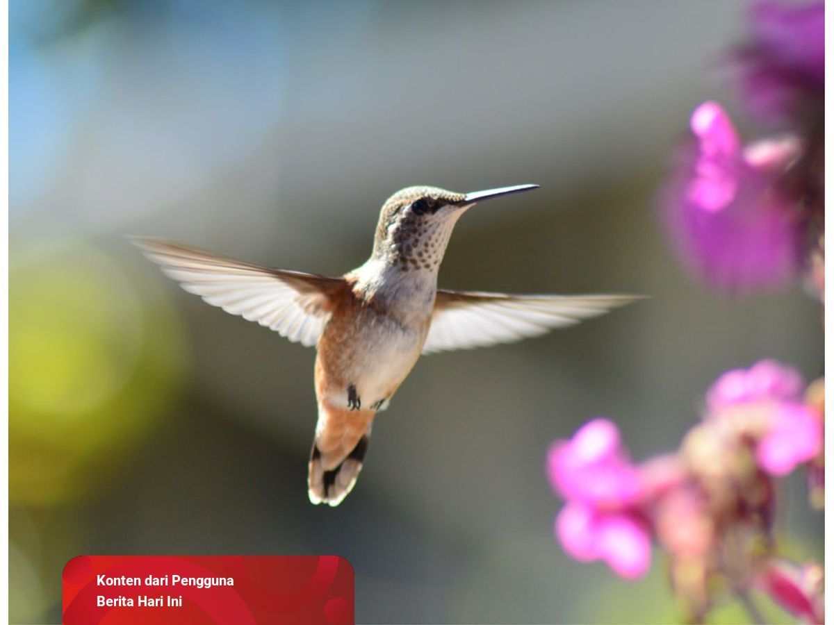 Mengapa Pada Saat Terbang Burung Menggunakan Kantong Udara untuk Bernapas?  | kumparan.com