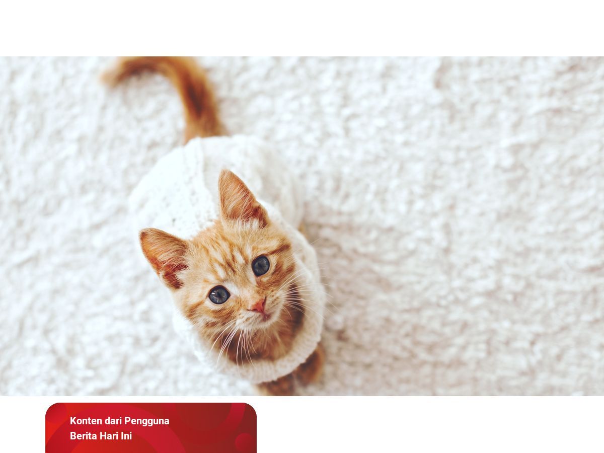 Kumpulan Hadits tentang Kucing yang Diriwayatkan Sejumlah Imam 