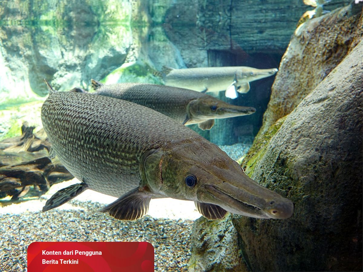 53 Koleksi Ikan Predator Akuarium Air Tawar Terbaru