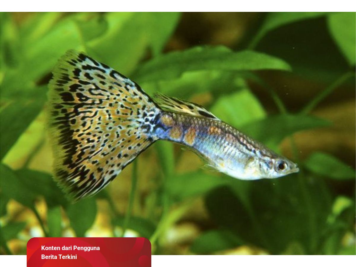 71 Jenis Ikan Air Tawar Dan Karakteristiknya Terbaru