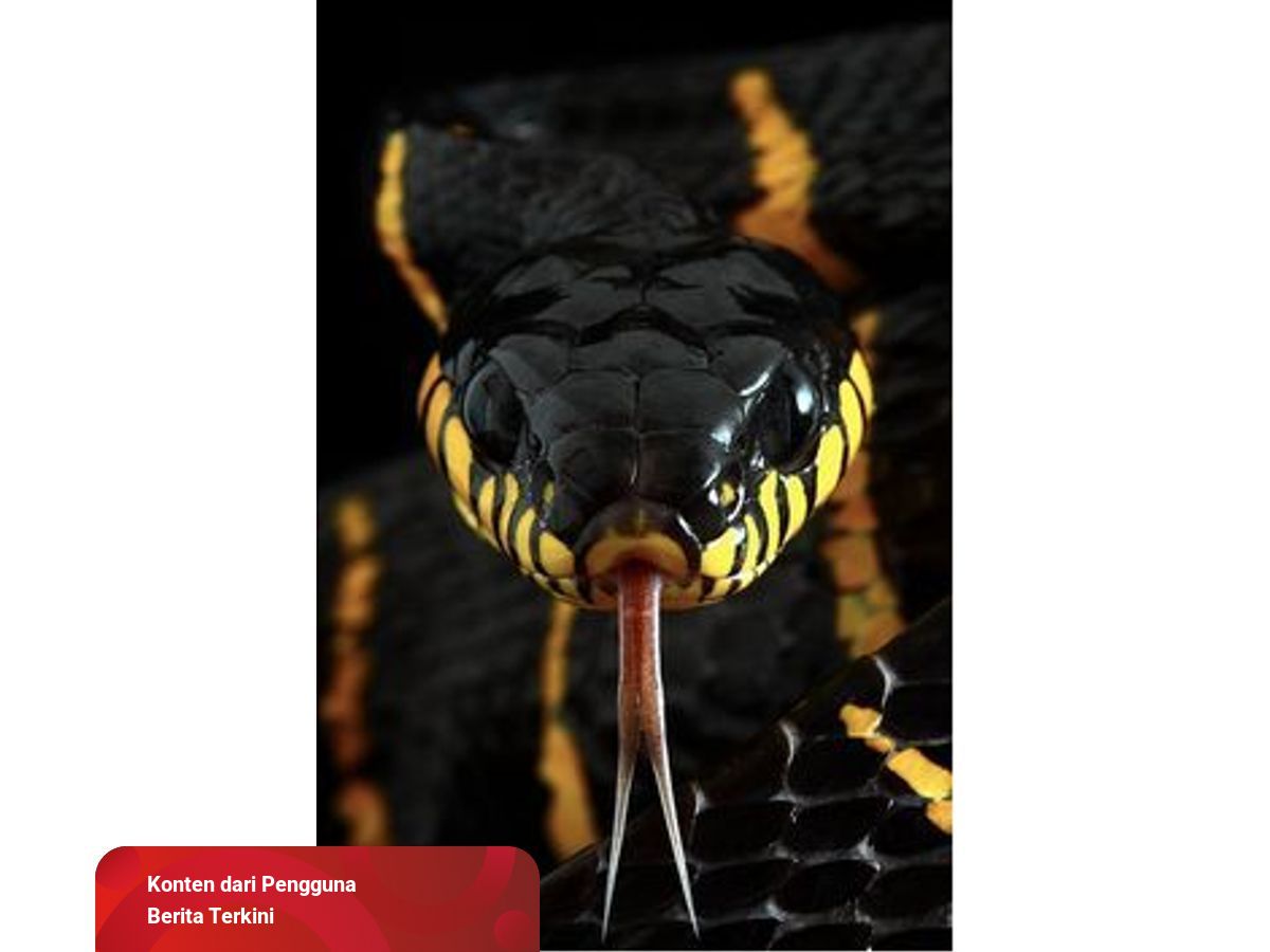 Tafsir Mimpi Digigit Ular Menurut Islam Dan Primbon Jawa | Kumparan.com