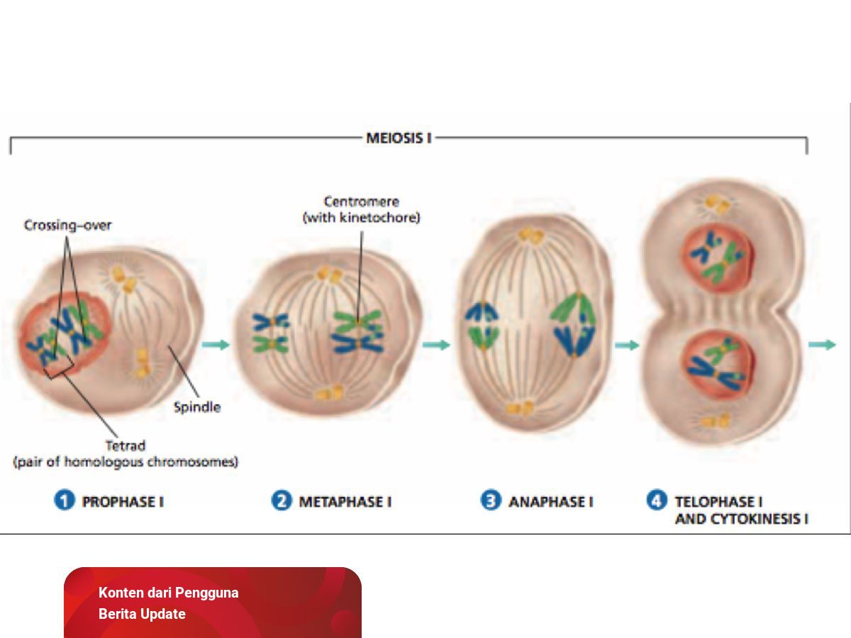Pembelahan Meiosis I dan II Lengkap Beserta Gambar | kumparan.com