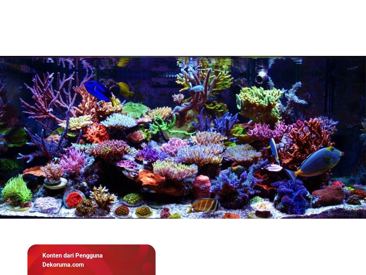940+ Dekorasi Aquarium Laut Gratis Terbaru