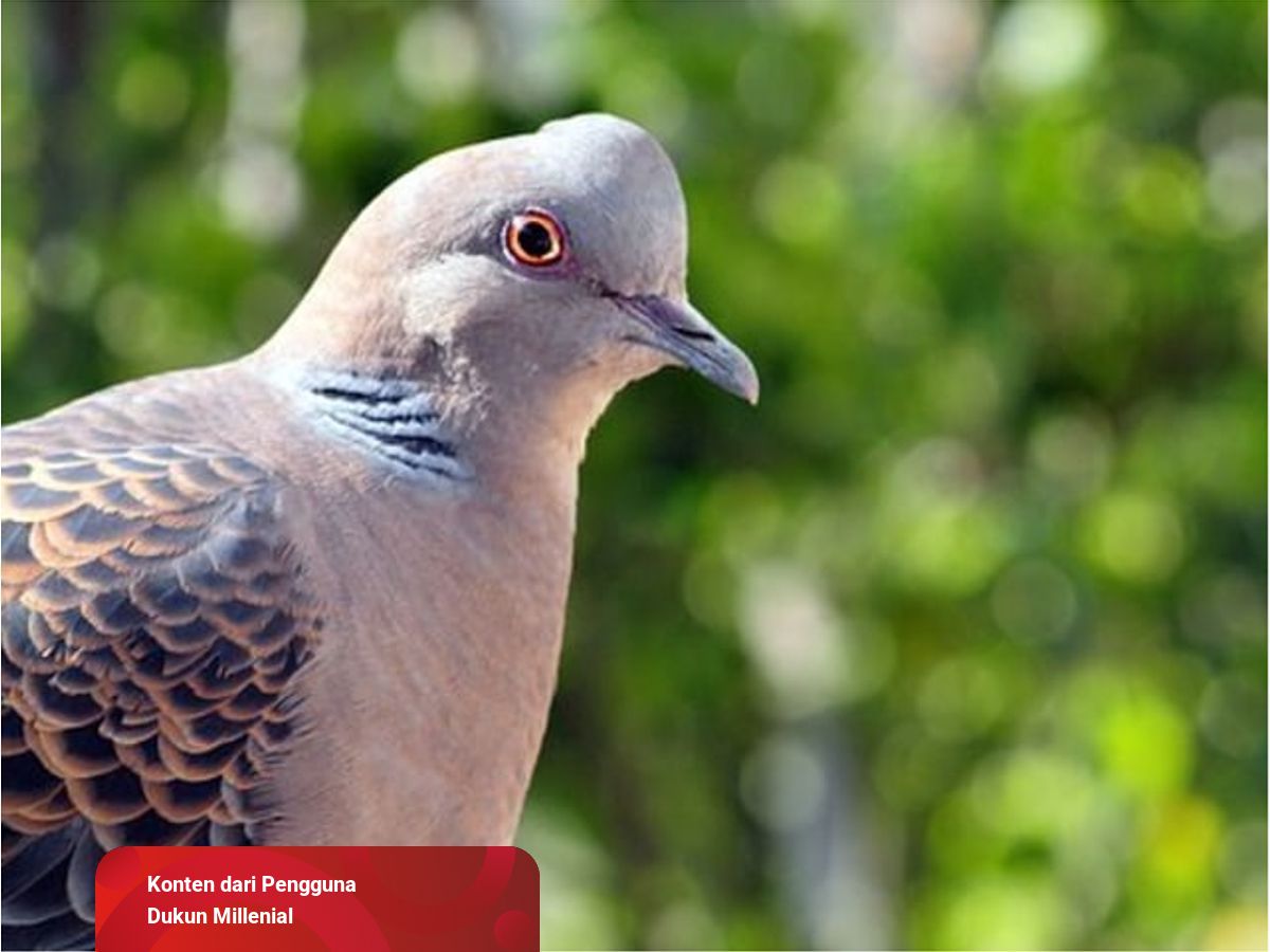 Arti Mimpi Menangkap Burung Kumparan Com Arti Mimpi Menangkap Burung Kumparan Com